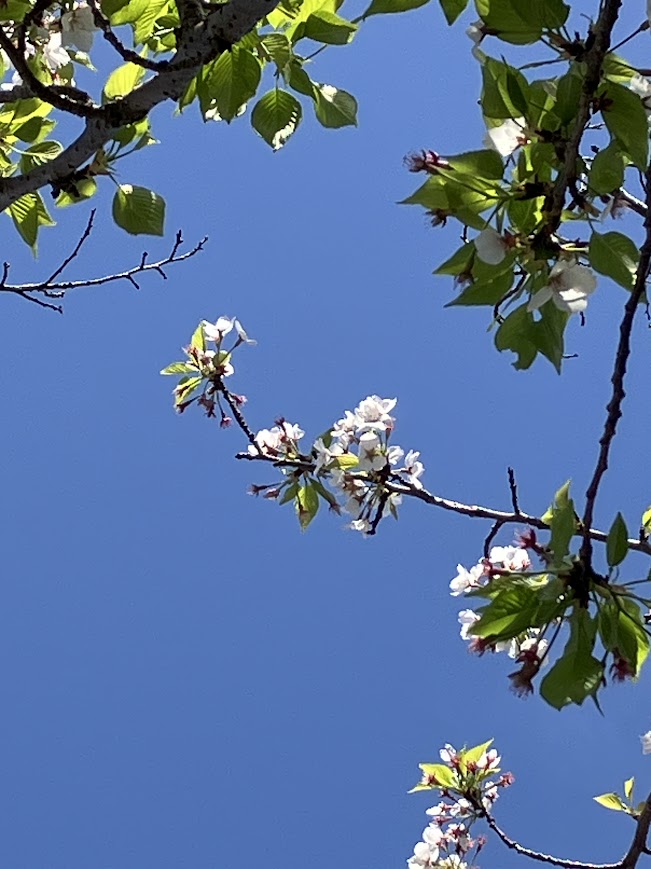 さぬきマルシェinサンポート2025年10月