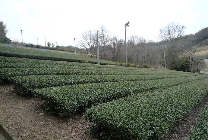 日本茶を愉しむ会（2017年3月）高瀬の茶畑