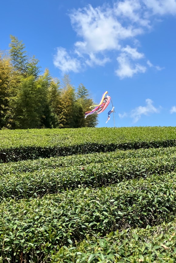 日本茶を愉しむ会のお知らせ（2025年5月）